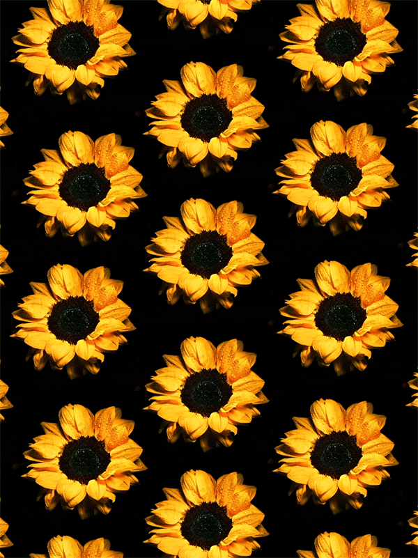 sunflower gif | Tumblr