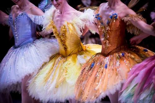 tutu-fangirl:Artists of The Australian Ballet in The Sleeping...