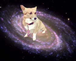 CORGIS IN SPACE OFFICIAL