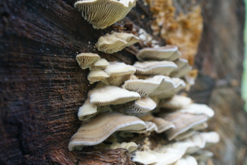 bio-child:Gilled Polypores