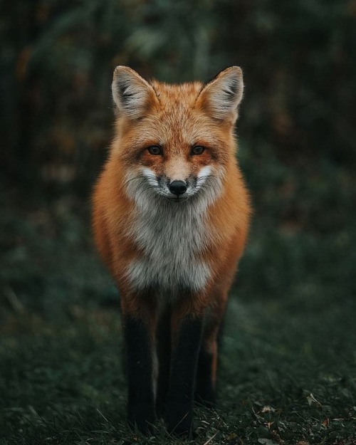 everythingfox:“Red Fox” ~ Jeremy Vessey