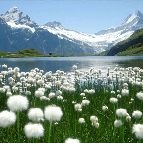 lovely place marvelous view amazing nature nature lovers peaceful tranquility relaxing mountains with snow lake white flowers switzerland europe wanderlust travel photography