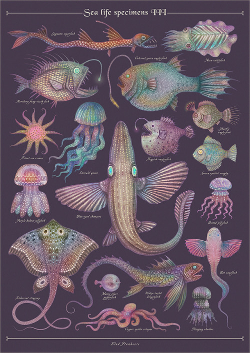 fairytalesandvampires:Sea life specimens I - II -...