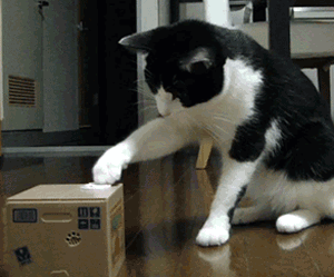 The cat and the box!