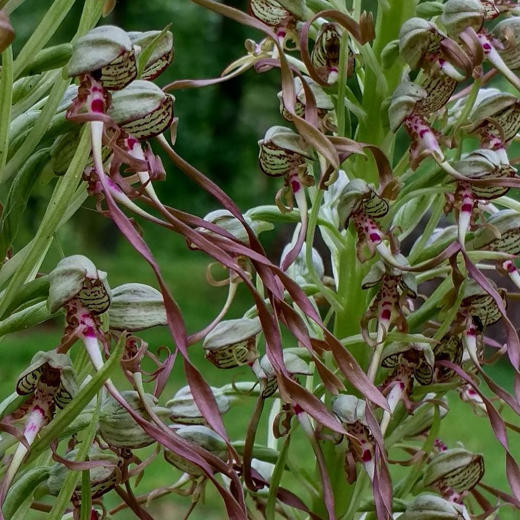 Himantoglossum hircinum. Imatge de Xavier Béjar
