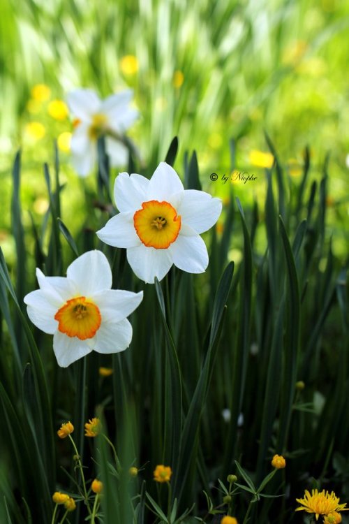 Daffodil flowers flowerscape botanical landscape narcissus botanic garden white daffodils perennial plants amaryllidaceae flower bulbs uploads