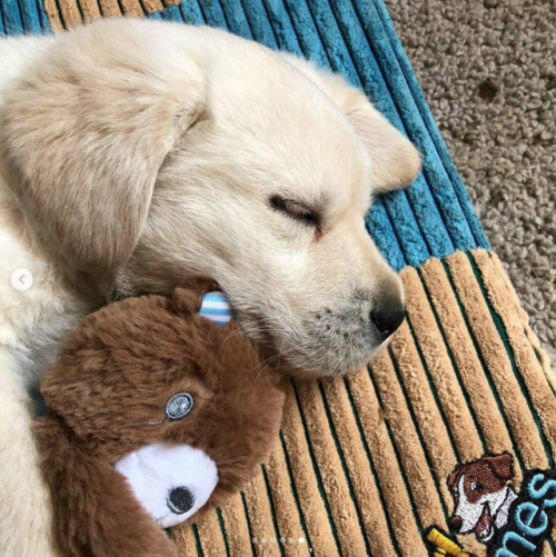 babyanimalgifs:Puppies with their stuffies!