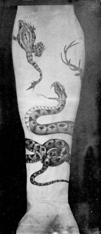 By Sutherland Macdonald, done at Tattoo: British Tattoo Art... amphibian;animal;big;facebook;frog;illustrative;inner forearm;snake;sutherland macdonald;twitter