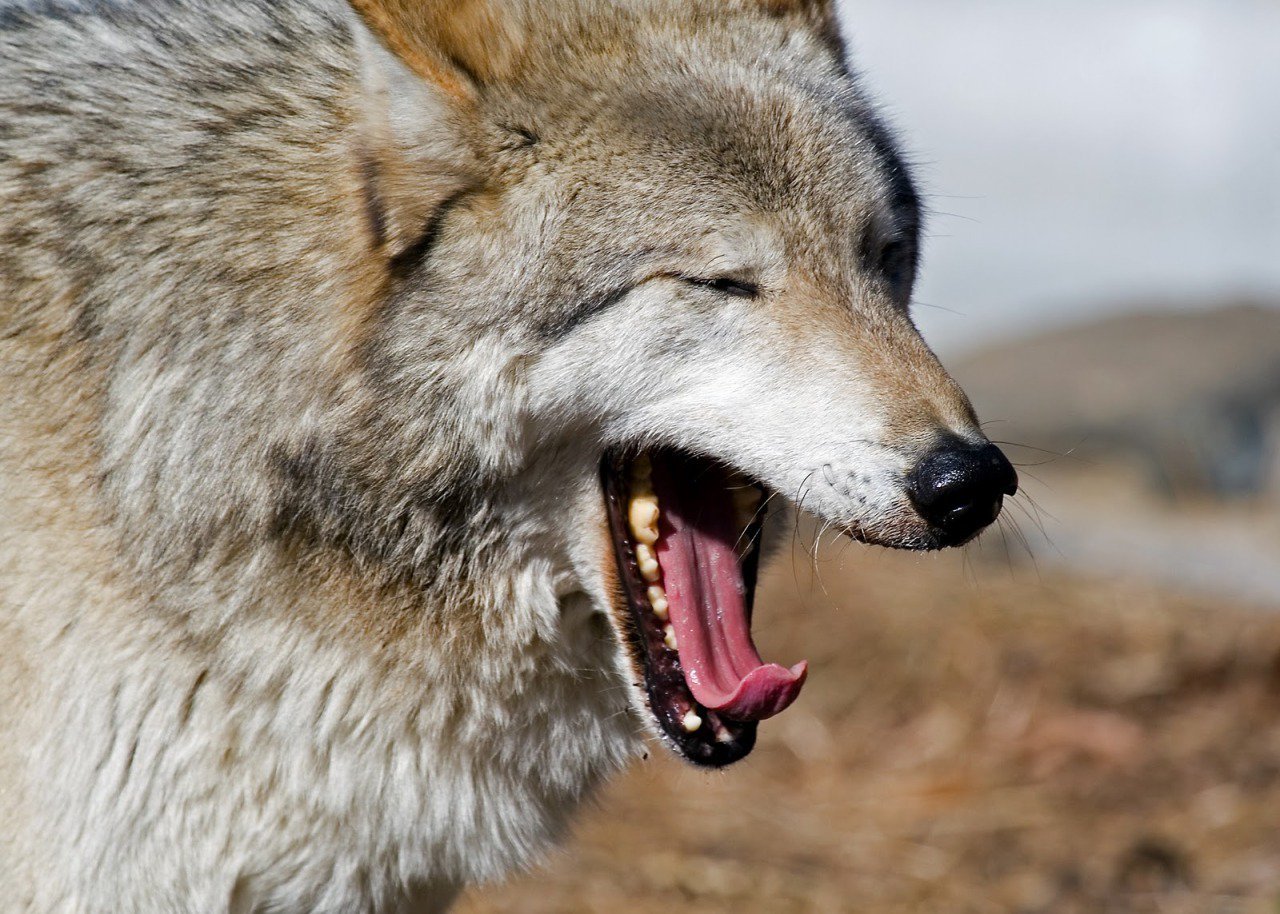 wolf tongue | Tumblr