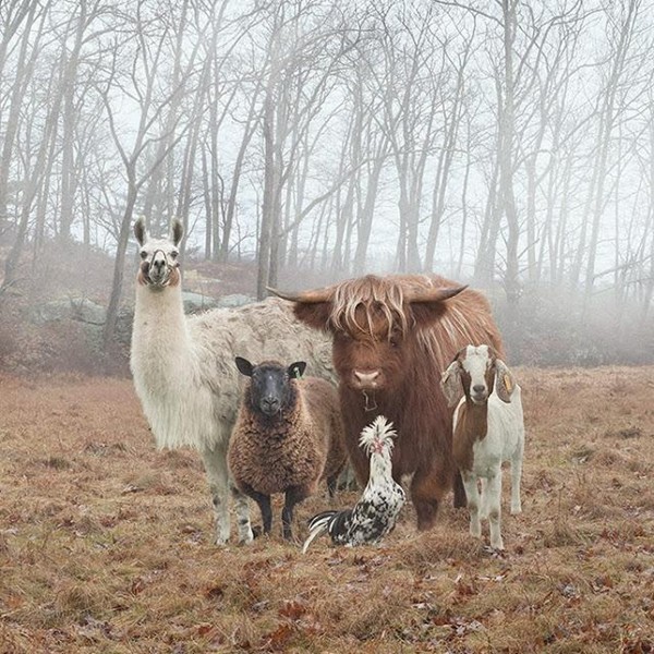 redjeep: Local authorities are seeking the publics assistance in identifying members of the Ã¢Â€ÂœBarnyard FiveÃ¢Â€Âœ who are wanted for questioning in the brutal assault that took place this week at Old MacDonaldÃ¢Â€Â™s Farm. Police and Hospital reports reveal...