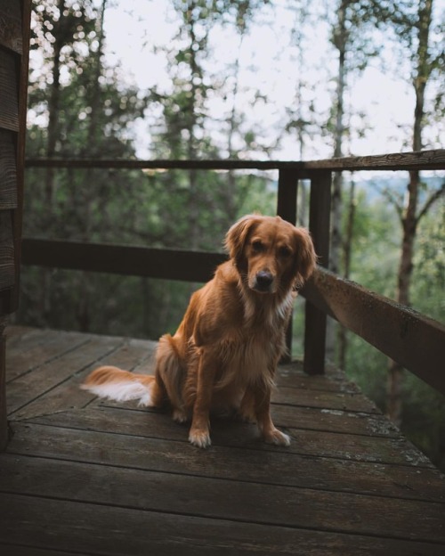 milliethegoldendog:Cabin pup.. : @johnwingfield (at...