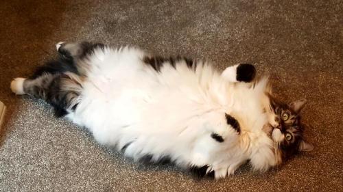 Cat cats Follow Follow ME cute
