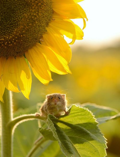 seasonalwonderment:~ Sunflowers ~