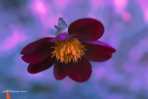 photomarc