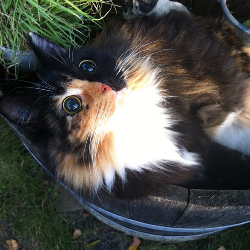 awesome-picz:This Blind Kitty Found On The Street Has Eyes...