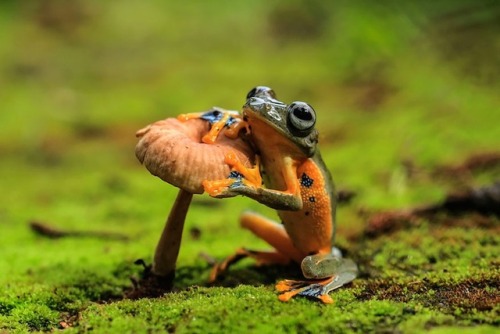 mushroom frog | Tumblr