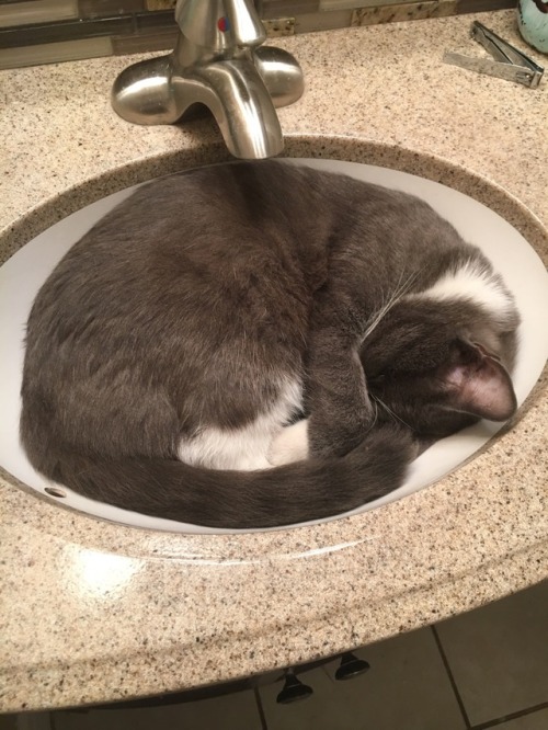 charmantecats