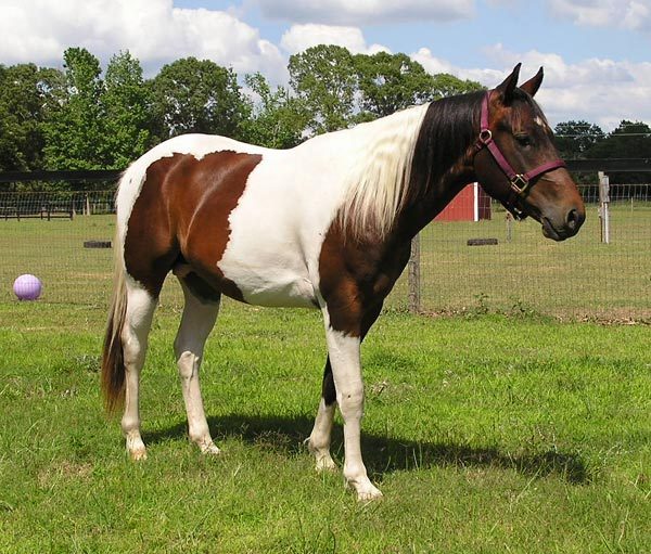 Colourful Equines, Mark This Rocinante, bay tobiano Paint Horse...