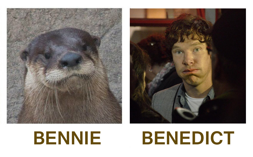 The 10+ Best ‘Benedict Cumberbatch Looks Like an Otter’ Memes | Strong ...