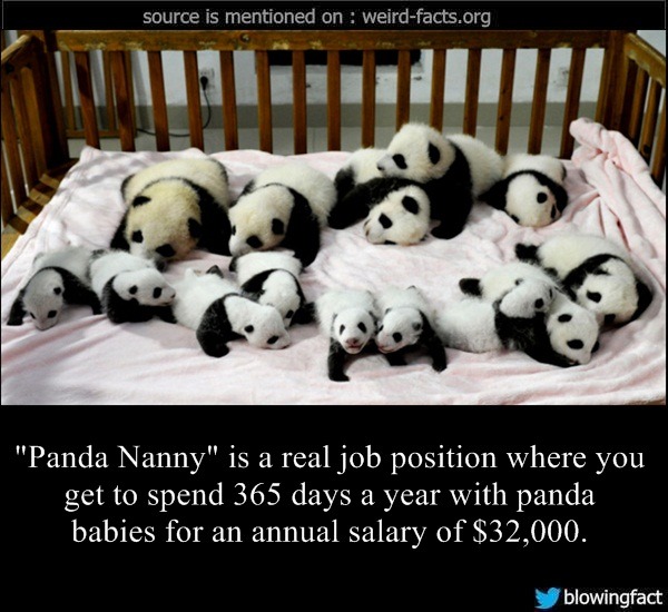 weird-facts-panda-nanny-is-a-real-job-position-where-you-get