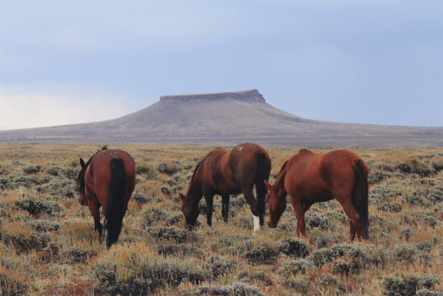 johnandwolf:Wild horses near Rock Springs, WY / September...