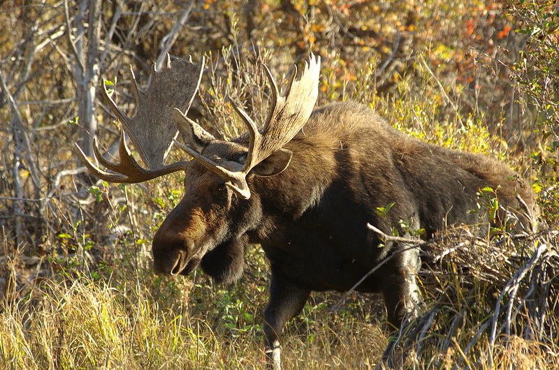 thingswithantlers: Subspecies of Alces Alces ... - Science Junkie