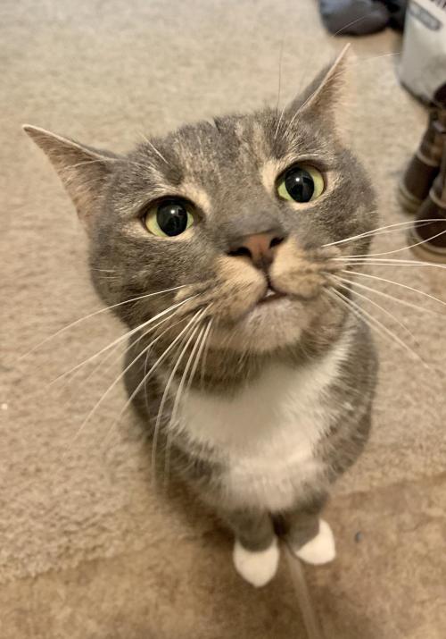 bringmecatsposts
