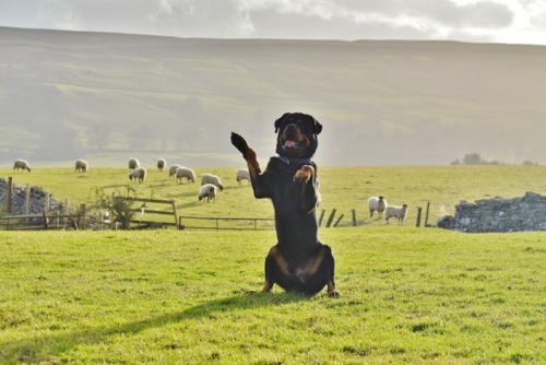 ollietherottweiler:My favourite pictures of Ollie in Yorkshire