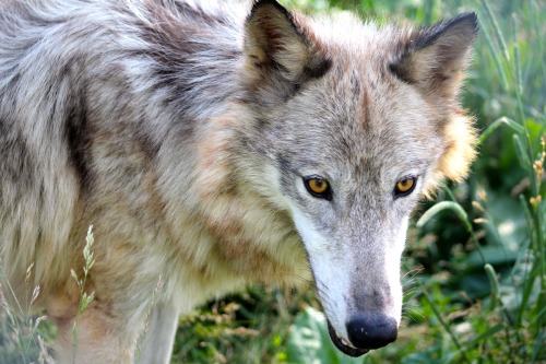 Wolf Park Interns - Our mystery wolf eyes belong to the lovely Timber!...