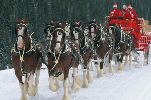 Image result for budweiser clydesdale gifs