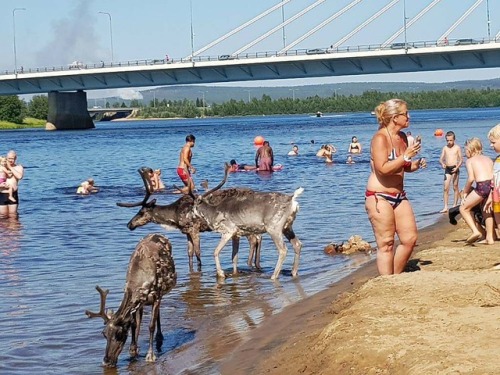 peterfromtexas:Heat wave in Rovaniemi, Finland. Today it was...