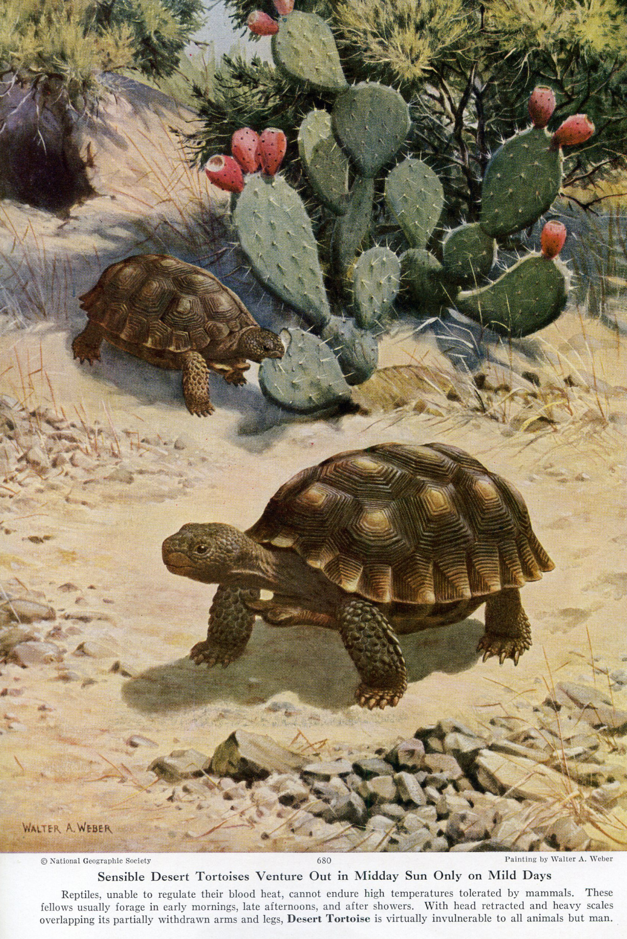Черепаха в пустыне