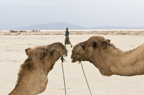 fotojournalismus:In the world’s hottest desert, mining and...