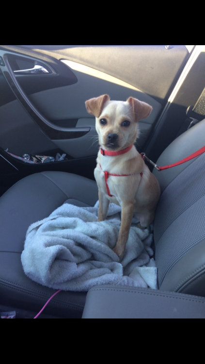 handsomedogs:This is Polar. He is a mix (Maltese, toy...