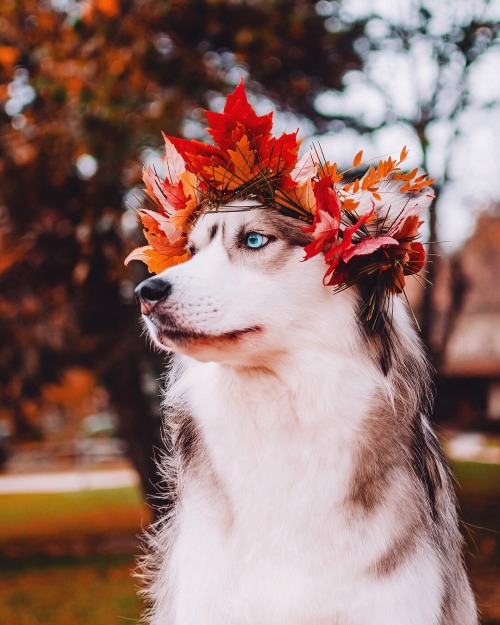 huskiesadventures:All Hail King Doggo.Instagram:...