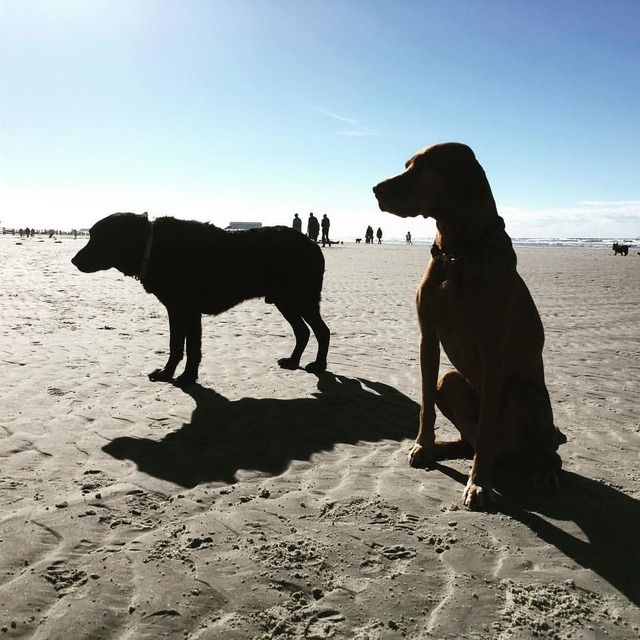 Hund von Eden Day at the beach stpeterording sanktpeterording&hellip;
