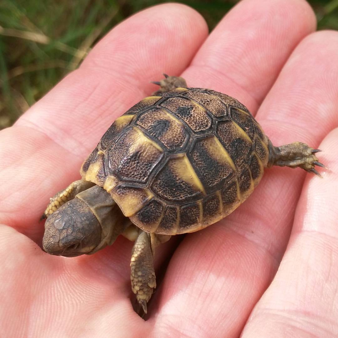 un poc de tot — Mini Schildkröte 🐢 #huaweig7 #Mallorca...