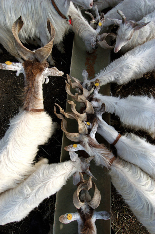 ainawgsd:The Girgentana is a breed of domestic goat...