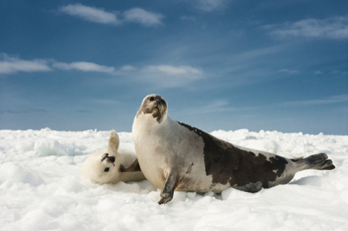 just baby harp seals