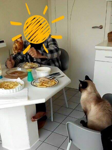 cutecatpics