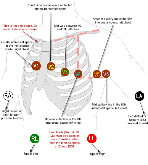 Rule Number 1: Cardio --- The heart Chapter. | My Biology Notebook