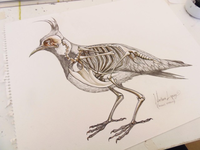 Almost finished a lapwing scientific study for Ben... | CHARLI VINCE ...