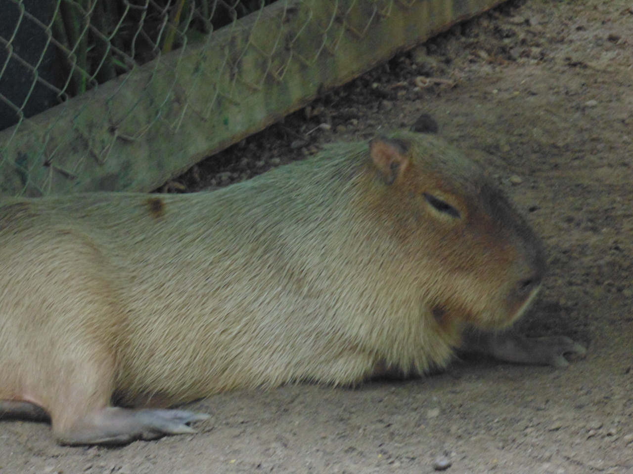 Capybara Memes