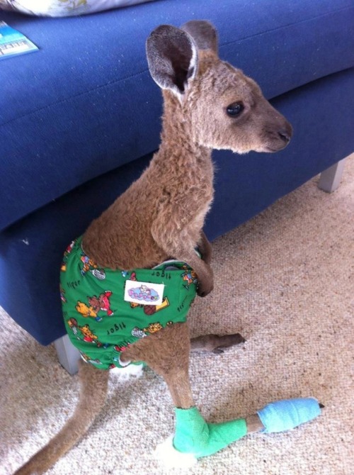 baby kangaroo on Tumblr