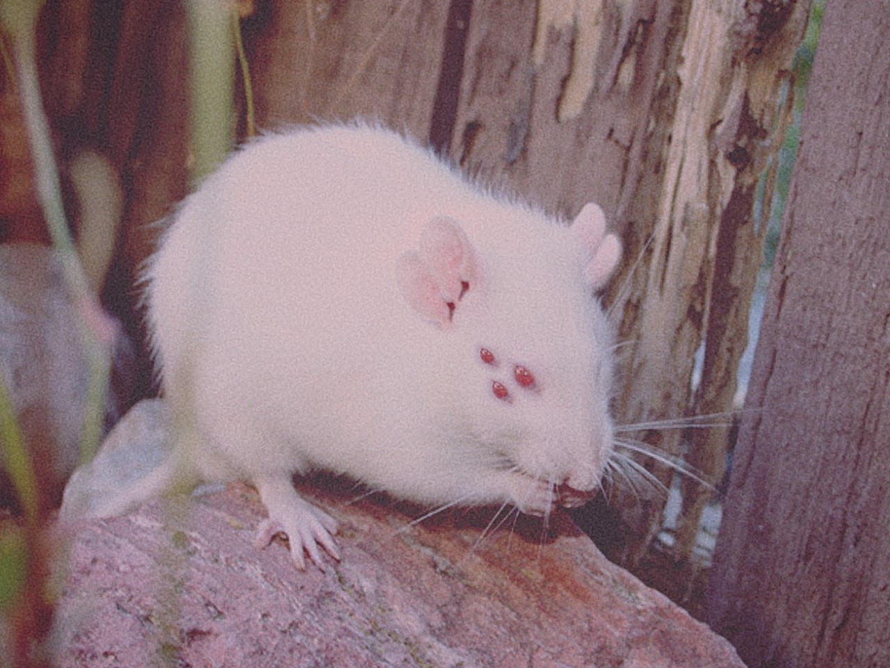 Белая домашняя крыса альбинос