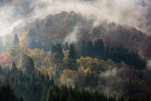 banshy:Morning Mist // Joao Maia