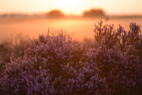 expressions-of-nature:Facing the Fog by Alice van der Plas