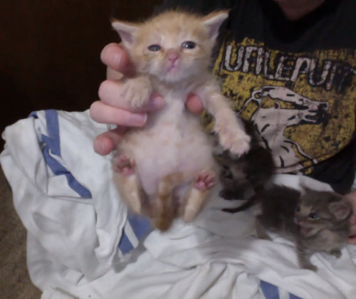 roundandtalented:If you’re looking to adopt a kitten or two,...