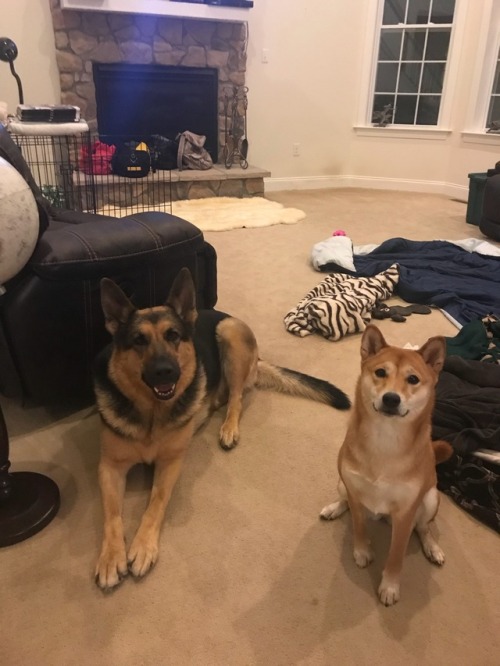 handsomedogs:Shiba Inu - NalaLong-haired Shepherd -...