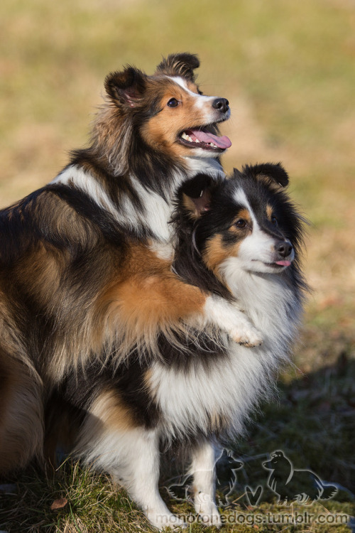 tricolor shelties | Tumblr